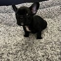 FRENCHIE PUPS-3