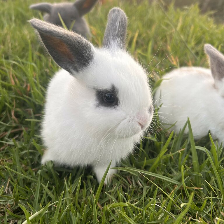 Rabbit Minilop 1 Month Old 