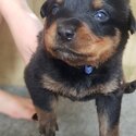 Purebred Rottweiler -2