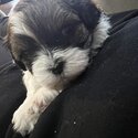 Shihtzu bischon cross puppies-5