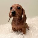 Dachshund puppies for sale -1