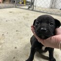 black lab x pups looking for homes -3