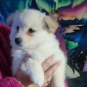 Japanese/German spitz -5