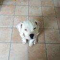 Puppy american bulldog cross-0