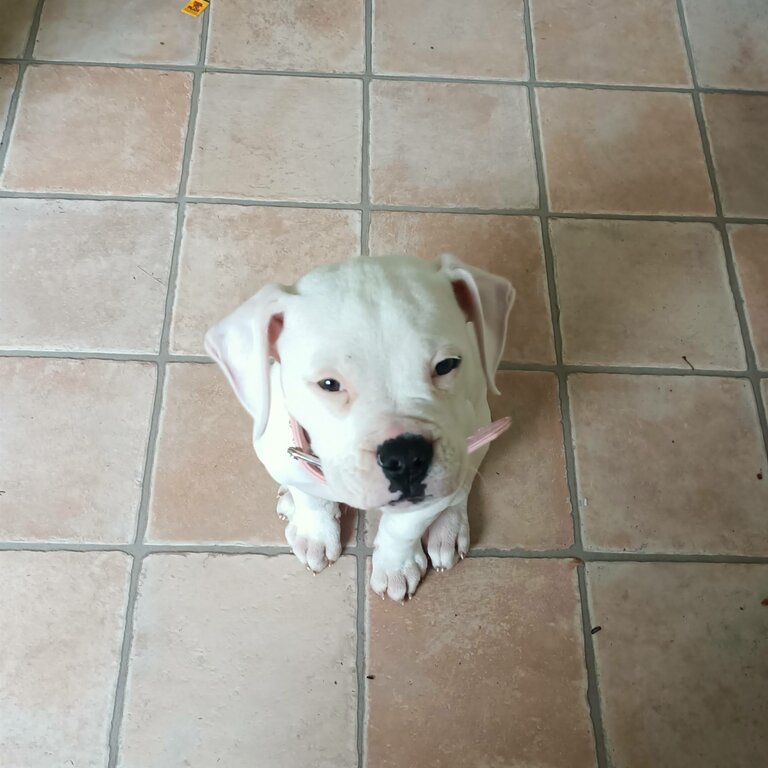 Puppy american bulldog cross