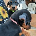 Double Doberman Pinscher pup cuteness-0