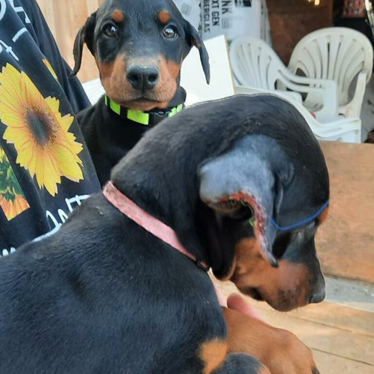 Double Doberman Pinscher pup cuteness