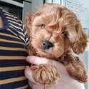 F2 Cavoodle puppies -2