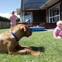 Hungarian Vizsla Puppies-3