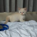 Purebred ragdoll kitten-2