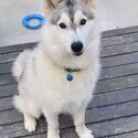 Pure Bred Siberian Husky -3