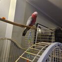 Young Galah parrot-0