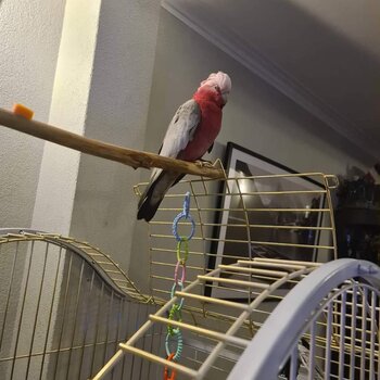 Young Galah parrot