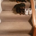 Rottweiler Puppies-1