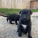 black lab x pups looking for homes -2