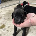 black lab x pups looking for homes -4