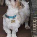 Maltese × shih tzu cross -5