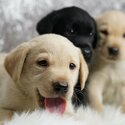 *1 BOY 2 GIRLS LEFT*LOVELY Labrador puppies-2