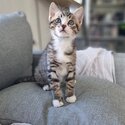 Male tabby / white kitten-2