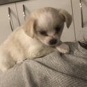 Chihuahua x bichon cuddly puppies -2