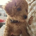 Loving F1B Cavoodle 5 month Puppy Seeking Forever Home