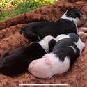 amstaff pups-3