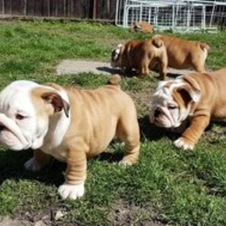 ENGLISH BULLDOG PUPS