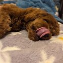 CAVOODLE SEARCHING FOR NEW HOME(PLEASE YOU MUST READ THIS AD)(PEOPLE DON'T READ)-0