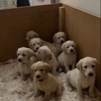 Labradoodle / Retrodoodle puppies