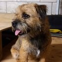 Boarder Terrier Puppies-3