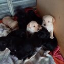 Brand new Labrador puppies for sale, perfect timing for christmas presents. -0