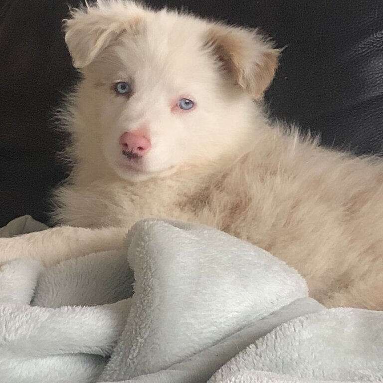 Tri black and white border collie 