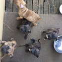 Mastiff/American Bull Dog Cross pups 8 wks Brindles-0