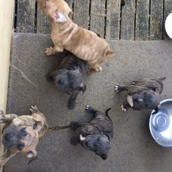 Mastiff/American Bull Dog Cross pups 8 wks Brindles