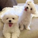 Adorable Maltese puppies for adoption vet checked ✅-3