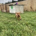 Purebred Hungarian Vizsla Puppy-5