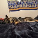 Pure breed German Shepherd -2