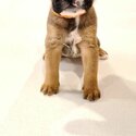 Stunning fawn Boxer puppies for rehoming -0