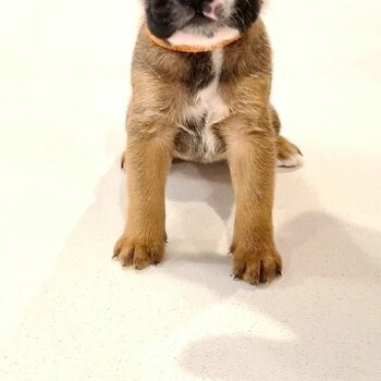 Stunning fawn Boxer puppies for rehoming 