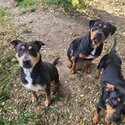 Rottweiler X Labrador Puppies-3