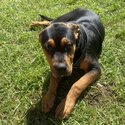 Selling my 4 months male  Rottweiler x staffy -3