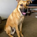 Ipo, a 8 month old puppy needing a new home.-0