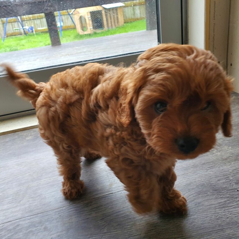 F2 Cavoodle puppies 