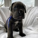 Cane Corso puppies-1