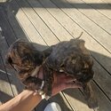 Selling my 6weeks old puppies.-1