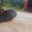 Mini lop rabbits -5