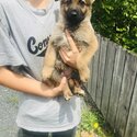 German shepherd puppies-4