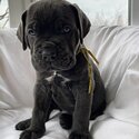 Cane Corso puppies-3