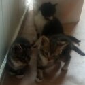 KITTENS READY TO GO TO GOOD HOME ASAP-3