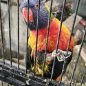 DNA'd pr rainbow lorikeets-1